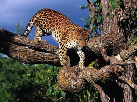 le leopar