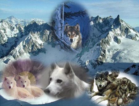 mes loups