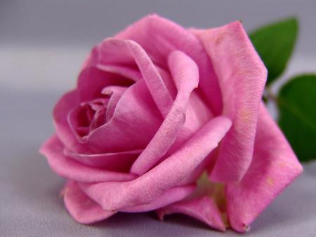 une rose